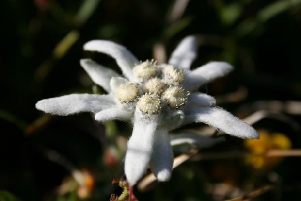 Flora Alpina delle Alpi Occidentali